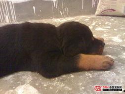 国产母狗,传承与创新中的民族犬种风采